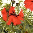 Mary Ann Rogers Limited Edition Papaver Orientale Poppies Print additional 2