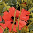Mary Ann Rogers Limited Edition Papaver Orientale Poppies Print additional 1