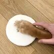 Pet Paw Print Clay Impression Moulding Kit additional 4