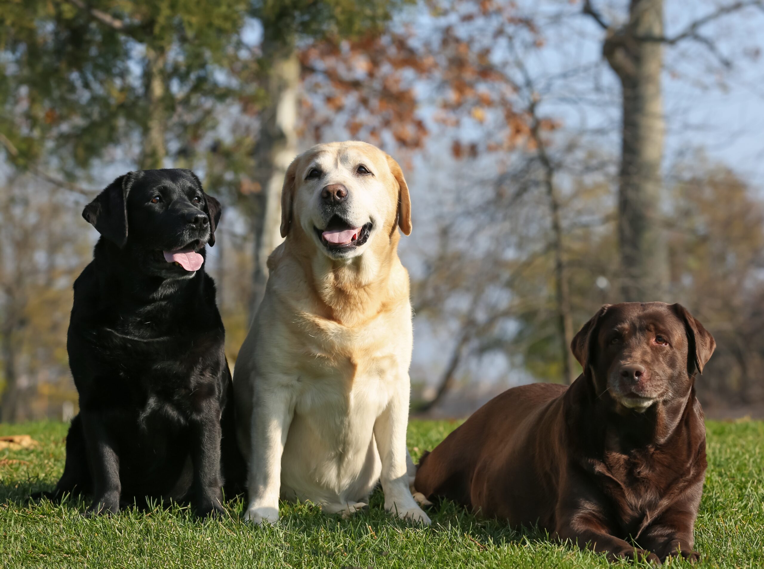 20 Facts About Labrador Retrievers