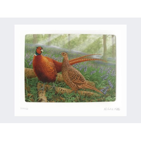 Limited Edition Print by Robert E Fuller - Pheasants in Bluebells