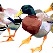 Mary Ann Rogers Limited Edition "Outnumbered" Duck Print additional 1