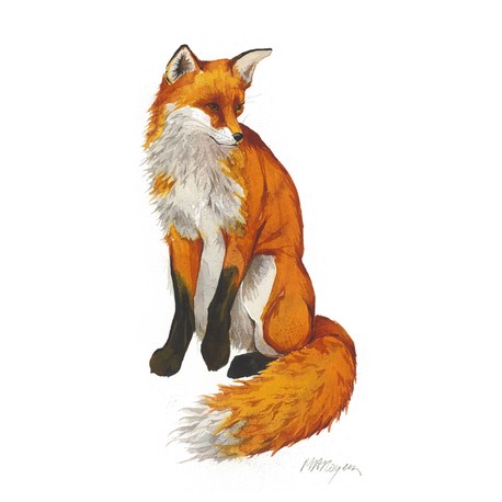 Mary Ann Rogers Limited Edition "Unconcerned" Fox Print