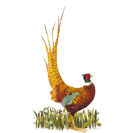 Mary Ann Rogers Limited Edition "Ruffled Pheasant" Print