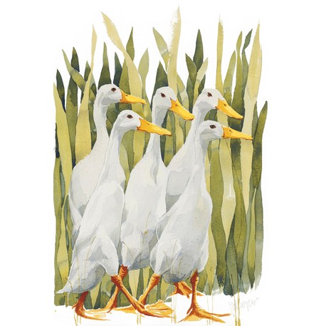 Mary Ann Rogers Limited Edition "Indian Runner Ducks" Print