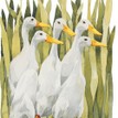 Mary Ann Rogers Limited Edition "Indian Runner Ducks" Print additional 1