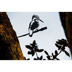 Kingfisher Metal Bird Silhouette