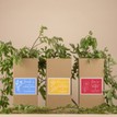 Personalised Birth Flower Seed Box and Terracotta Pot additional 3