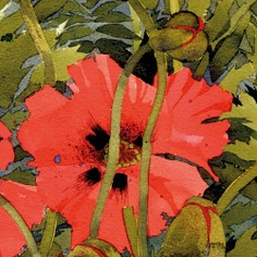 Mary Ann Rogers Limited Edition Papaver Orientale Poppies Print