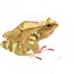 Mary Ann Rogers Limited Edition Frog Print additional 1