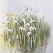 Mary Ann Rogers Limited Edition Snowdrops Print additional 1