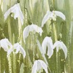 Mary Ann Rogers Limited Edition Snowdrops Print additional 2