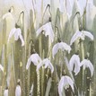 Mary Ann Rogers Limited Edition Snowdrops Print additional 4