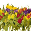 Mary Ann Rogers Limited Edition Spring Tulips Print additional 1