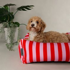 Scruffs Amalfi Striped Box Dog Bed - Pink alternative