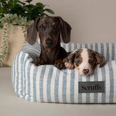 Scruffs Coastal Box Dog Bed - Blue alternative