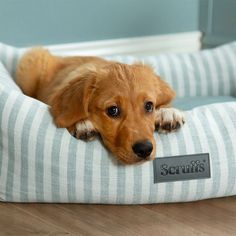 Scruffs Coastal Box Dog Bed - Green alternative