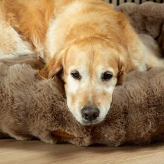 Scruffs Alpine Box Dog Bed - Taupe alternative