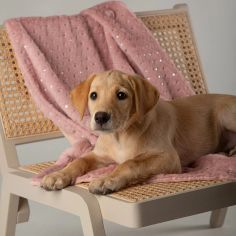 Scruffs Starlight 'My First' Round Kitten &amp; Puppy Bed &amp; Blanket Set - Pink alternative