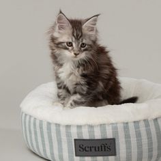Scruffs Coastal Cat Bed - Green alternative