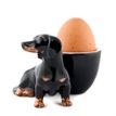 Quail Ceramics Dachshund Black/Tan Egg Cup additional 3