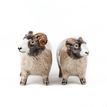 Quail Ceramics Swaledale Sheep Salt and Pepper Set additional 3
