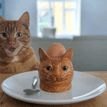 Quail Ceramics Vincent Ginger Cat Face Egg Cup additional 5
