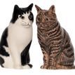 Quail Ceramics Barney and Clementine Cat Salt and Pepper Shakers additional 2