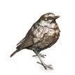 Richard Cooper Robin Standing Bronze Sculpture additional 1