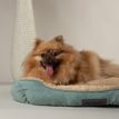 Scruffs Cosy Soft-Walled Dog Bed - Sage Green additional 5