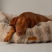 Scruffs Alpine Box Dog Bed - Champagne additional 6
