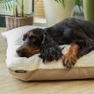 Scruffs Eden 100% Recycled Pillow Dog Bed - Cream additional 2