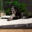 Scruffs Eden 100% Recycled Pillow Dog Bed - Charcoal Grey additional 3