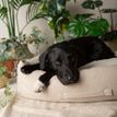 Scruffs Eden 100% Recycled Box Dog Bed - Cream additional 3