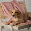 Scruffs Starlight 'My First' Round Kitten &amp; Puppy Bed &amp; Blanket Set - Pink additional 2