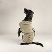 Scruffs Expedition Deluxe Noodle &amp; Microfibre Dog Drying Coat - Khaki Green additional 9