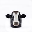 Quail Ceramics Friesian Cow Face Egg Cup additional 1