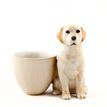 Quail Ceramics Golden Labrador Egg Cup additional 1