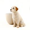 Quail Ceramics Golden Labrador Egg Cup additional 2