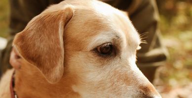 Gifts For Dog Lovers